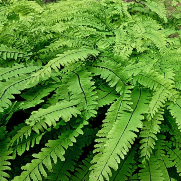 1 gallon - Five Finger Maidenhair Fern (FERN -FIVE FINGER MAIDENHAIR) - 1 gallon - 1 gallon