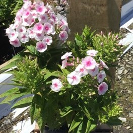 1 gallon - Flame® Pro Baby Doll Garden Phlox (PHLOX PAN. FLAME PRO BABYDOLL) - 1 gallon - 1 gallon