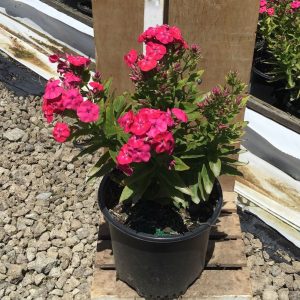 1 gallon - Flame® Pro Cerise Garden Phlox (PHLOX PAN. FLAME® PRO CERISE) - 1 gallon - 1 gallon
