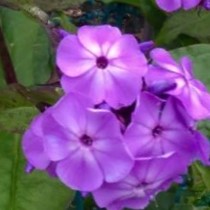 1 gallon - Flame® Pro Lilac Garden Phlox (PHLOX PAN. FLAME LILAC) - 1 gallon - 1 gallon