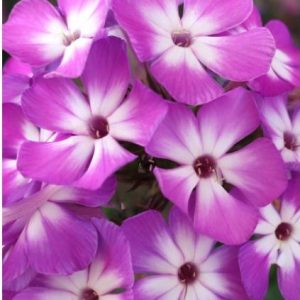 1 gallon - Flame® Pro Purple Garden Phlox (PHLOX PAN. FLAME PRO PURPLE) - 1 gallon - 1 gallon