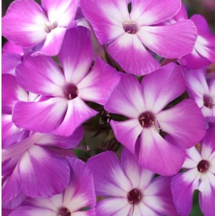 1 gallon - Flame® Pro Purple Garden Phlox (PHLOX PAN. FLAME PRO PURPLE) - 1 gallon - 1 gallon