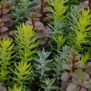 1 gallon - Flaming Carpet™ Catawba Stonecrop (SEDUM FLAMING CARPET CATAWBA) - 1 gallon - 1 gallon