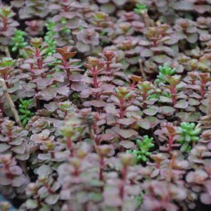 1 gallon - Flaming Carpet™ Merlot Stonecrop (SEDUM FLAMING CARPET MERLOT) - 1 gallon - 1 gallon