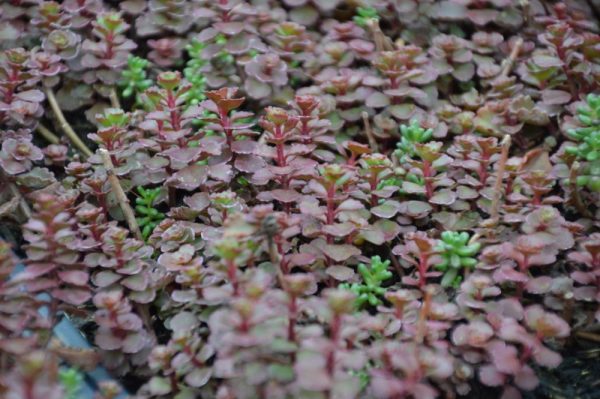 1 gallon - Flaming Carpet™ Merlot Stonecrop (SEDUM FLAMING CARPET MERLOT) - 1 gallon - 1 gallon