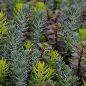 1 gallon - Flaming Carpet™ Sangria Stonecrop (SEDUM FLAMING CARPET SANGRIA) - 1 gallon - 1 gallon