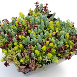 1 gallon - Flaming Carpet Stonecrop (SEDUM FLAMING CARPET) - 1 gallon - 1 gallon