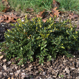 2 gallon 10" - Flat-tery™ Boxwood (BUXUS X. FLAT-TERY) - 2 gallon 10" - 2 gallon 10"