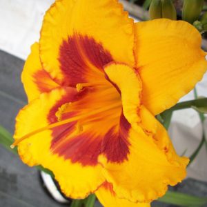 1 gallon - Fooled Me Daylily (HEM T.A.N. FOOLED ME) - 1 gallon - 1 gallon