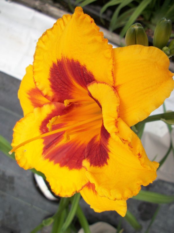 1 gallon - Fooled Me Daylily (HEM T.A.N. FOOLED ME) - 1 gallon - 1 gallon