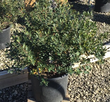 3 gallon 15" - Forever Emerald™ Inkberry (ILEX GLABRA FOREVER EMERALD) - 3 gallon 15" - 3 gallon 15"