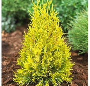3 gallon 15" - Forever Goldy Arborvitae (THUJA PLICATA 4EVER GOLDY) - 3 gallon 15" - 3 gallon 15"