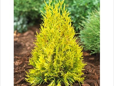 3 gallon 15" - Forever Goldy Arborvitae (THUJA PLICATA 4EVER GOLDY) - 3 gallon 15" - 3 gallon 15"
