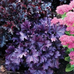 1 gallon - Forever Purple Coral Bells (HEUCHERA FOREVER PURPLE) - 1 gallon - 1 gallon
