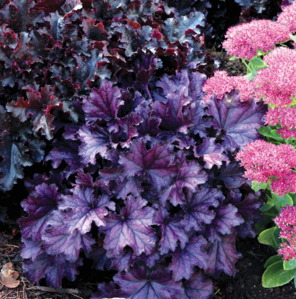1 gallon - Forever Purple Coral Bells (HEUCHERA FOREVER PURPLE) - 1 gallon - 1 gallon