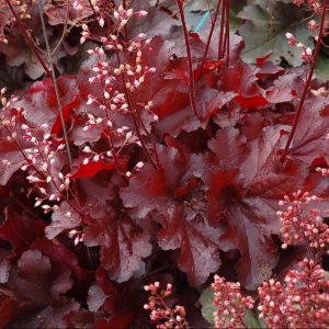 1 gallon - Forever Red Coralbells (HEUCHERA FOREVER RED) - 1 gallon - 1 gallon
