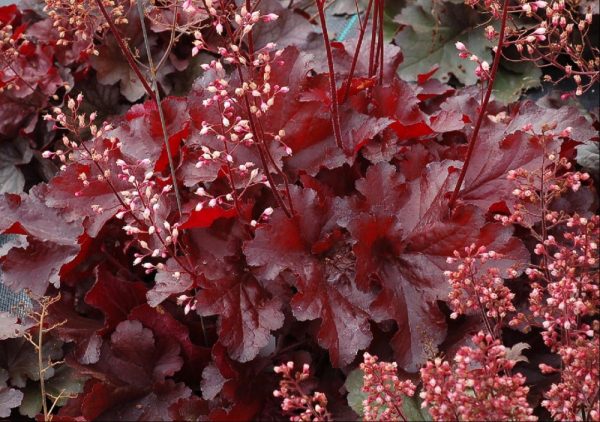 1 gallon - Forever Red Coralbells (HEUCHERA FOREVER RED) - 1 gallon - 1 gallon