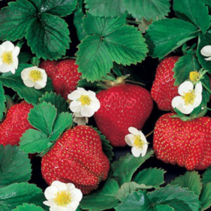 1 gallon - Fragaria Ozark Beauty Everbearing Strawberry (FRAGARIA OZARK BEAUTY) - 1 gallon - 1 gallon