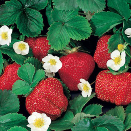 1 gallon - Fragaria Ozark Beauty Everbearing Strawberry (FRAGARIA OZARK BEAUTY) - 1 gallon - 1 gallon