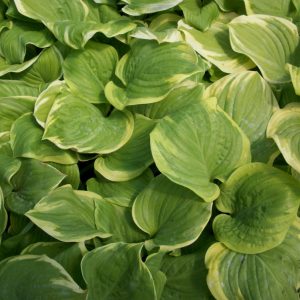 1 gallon - Fragrant Bouquet Plantain Lily (HOSTA FRAGRANT BOUQUET) - 1 gallon - 1 gallon