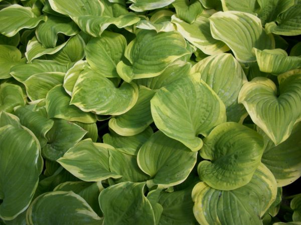 1 gallon - Fragrant Bouquet Plantain Lily (HOSTA FRAGRANT BOUQUET) - 1 gallon - 1 gallon