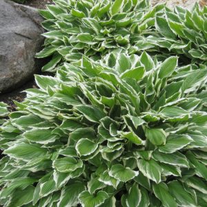 1 gallon - Francee Plantain Lily (HOSTA FRANCEE) - 1 gallon - 1 gallon