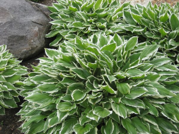 1 gallon - Francee Plantain Lily (HOSTA FRANCEE) - 1 gallon - 1 gallon
