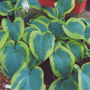 1 gallon - Francis Williams Plantain Lily (HOSTA FRANCIS WILLIAMS) - 1 gallon - 1 gallon