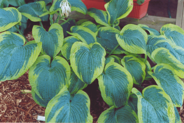 1 gallon - Francis Williams Plantain Lily (HOSTA FRANCIS WILLIAMS) - 1 gallon - 1 gallon