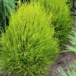 3 gallon 15" - Franky Boy Arborvitae (THUJA OCC. FRANKY BOY) - 3 gallon 15" - 3 gallon 15"