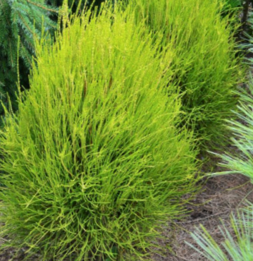 3 gallon 15" - Franky Boy Arborvitae (THUJA OCC. FRANKY BOY) - 3 gallon 15" - 3 gallon 15"