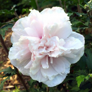 3 gallon 18" - French Cabaret™ Blush Hibiscus (HIBISCUS SY. FRENCH CABARET™ BLUSH) - 3 gallon 18" - 3 gallon 18"