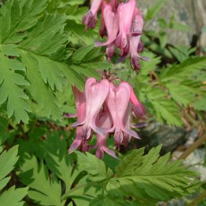 1 gallon - Fringed Bleeding Heart (DICENTRA EXIMIA) - 1 gallon - 1 gallon