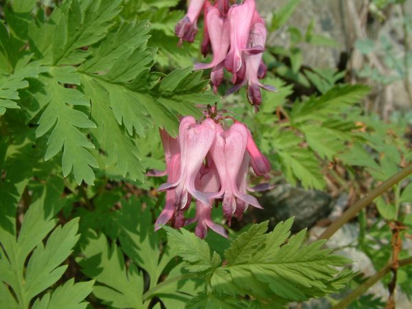 1 gallon - Fringed Bleeding Heart (DICENTRA EXIMIA) - 1 gallon - 1 gallon