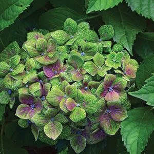 2 gallon - Froggie™ Hydrangea (HYDRANGEA M. FROGGIE) - 2 gallon - 2 gallon