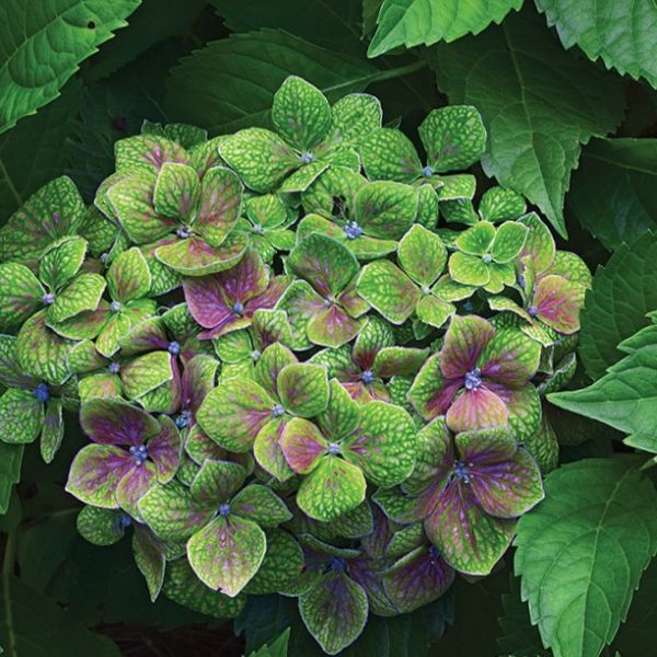 2 gallon - Froggie™ Hydrangea (HYDRANGEA M. FROGGIE) - 2 gallon - 2 gallon
