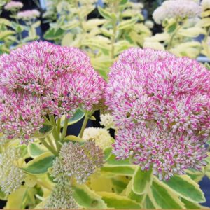 1 gallon - Frosted Fire Autumn Stonecrop (SEDUM FROSTED FIRE) - 1 gallon - 1 gallon