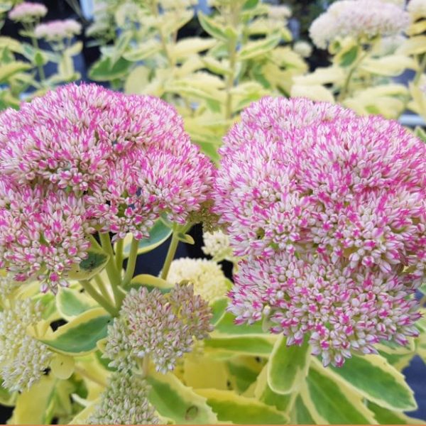 1 gallon - Frosted Fire Autumn Stonecrop (SEDUM FROSTED FIRE) - 1 gallon - 1 gallon