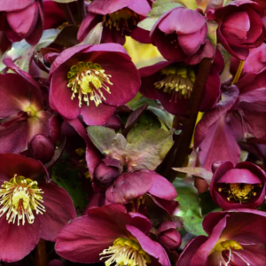 1 gallon - Frostkiss® Anna’s Red Lenten Rose (HELLEBORUS FROSTKISS ANNAS RED) - 1 gallon - 1 gallon