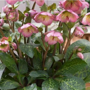 1 gallon - Frostkiss® Dorothy’s Dawn Lenten Rose (HELLEBORUS FROSTKISS DOROTHYS DAWN) - 1 gallon - 1 gallon