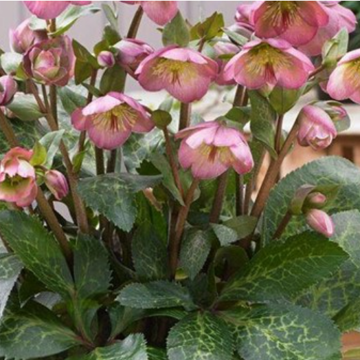 1 gallon - Frostkiss® Dorothy’s Dawn Lenten Rose (HELLEBORUS FROSTKISS DOROTHYS DAWN) - 1 gallon - 1 gallon