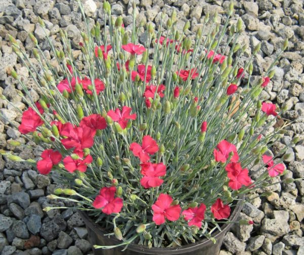 1 gallon - Frosty Fire Pinks (DIANTHUS GRAT. FROSTY FIRE) - 1 gallon - 1 gallon