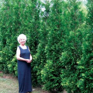 1 gallon - Full Speed A Hedge® American Pillar Arborvitae (THUJA O. FULL SPD A HEDGE® AM. PILLAR) - 1 gallon - 1 gallon