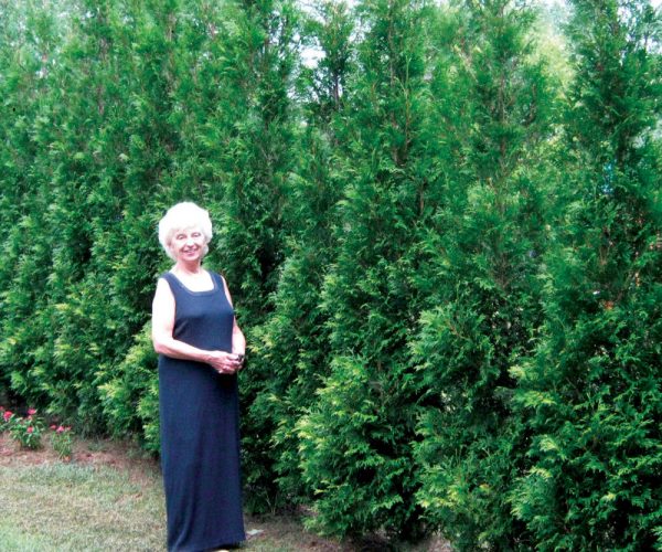 1 gallon - Full Speed A Hedge® American Pillar Arborvitae (THUJA O. FULL SPD A HEDGE® AM. PILLAR) - 1 gallon - 1 gallon
