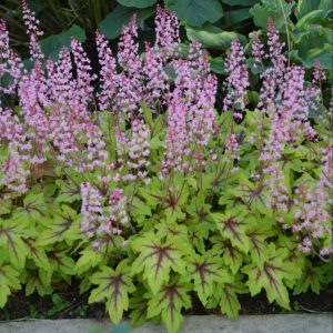 1 gallon - Fun and Games® 'Eye Spy' Foamy Bells (HEUCHERELLA EYE SPY) - 1 gallon - 1 gallon