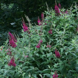 2 gallon - Funky Fuschia™ Butterfly Bush (BUDDLEIA FUNKY FUCHSIA) - 2 gallon - 2 gallon