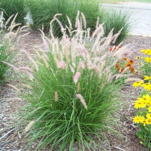 GRASS - PE. OR. 'KARLEY ROSE'  G3