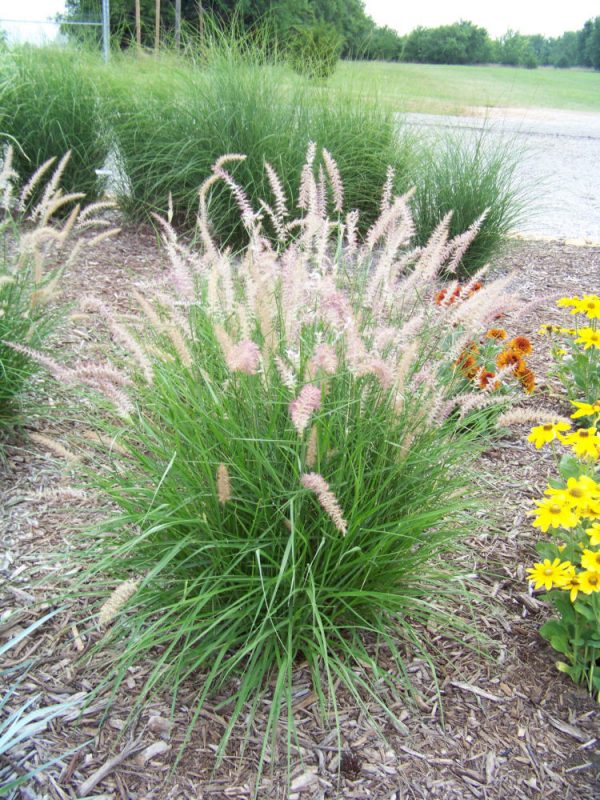 GRASS - PE. OR. 'KARLEY ROSE'  G3