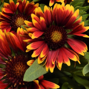 1 gallon - Gaillardia Spintop Orange Halo Blanket Flower (GAILLARDIA SPINTOP ORANGE HALO) - 1 gallon - 1 gallon
