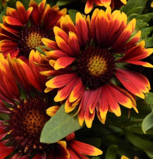 1 gallon - Gaillardia Spintop Orange Halo Blanket Flower (GAILLARDIA SPINTOP ORANGE HALO) - 1 gallon - 1 gallon